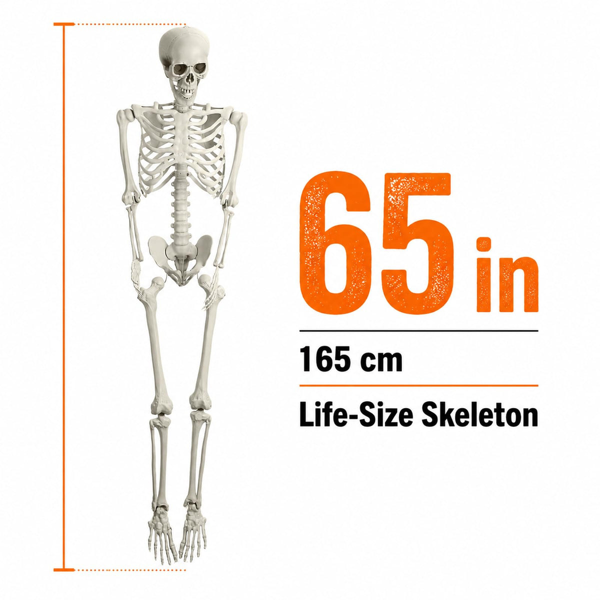 Life Size Posable Skeleton Prop M875